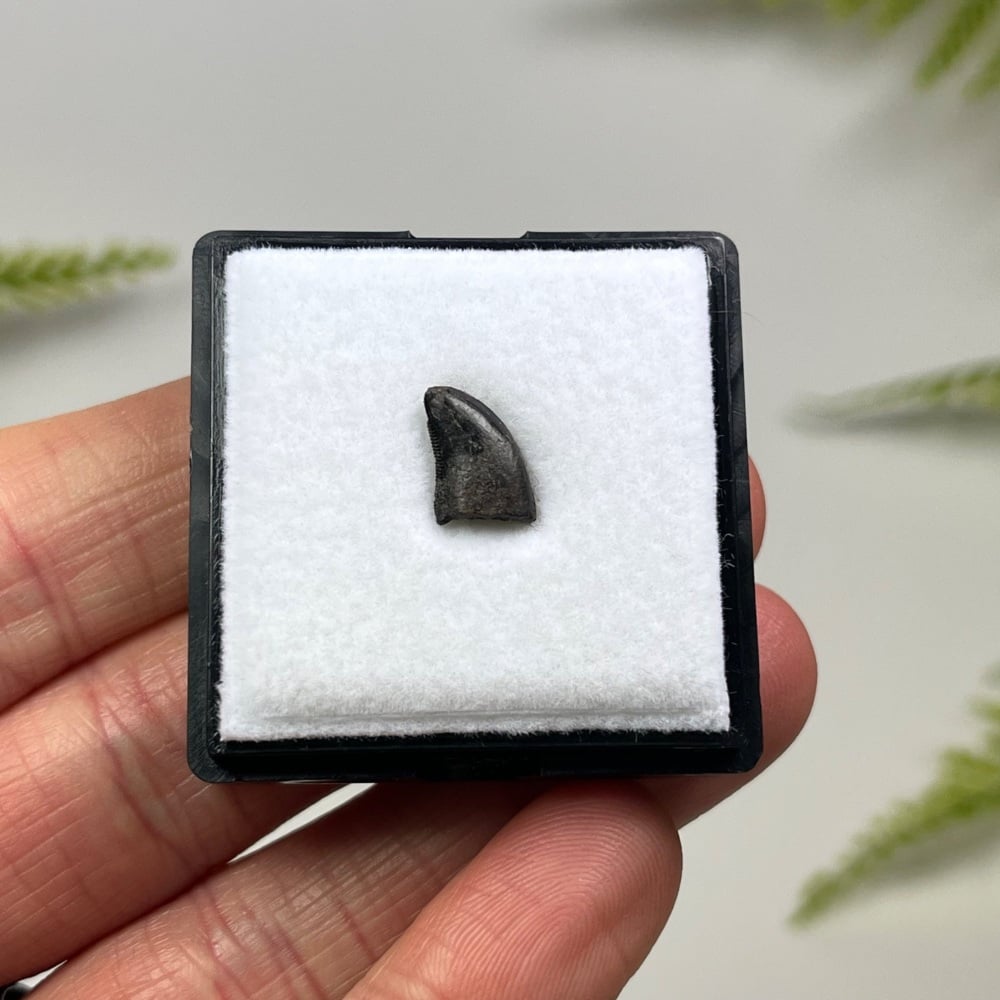 Tyrannosaur Tooth (Nanotyrannus lancensis)