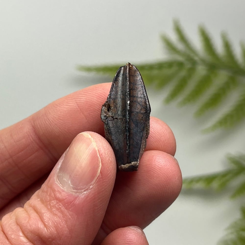 Edmontosaurus Tooth