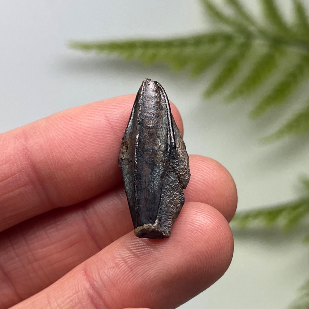 Edmontosaurus Tooth
