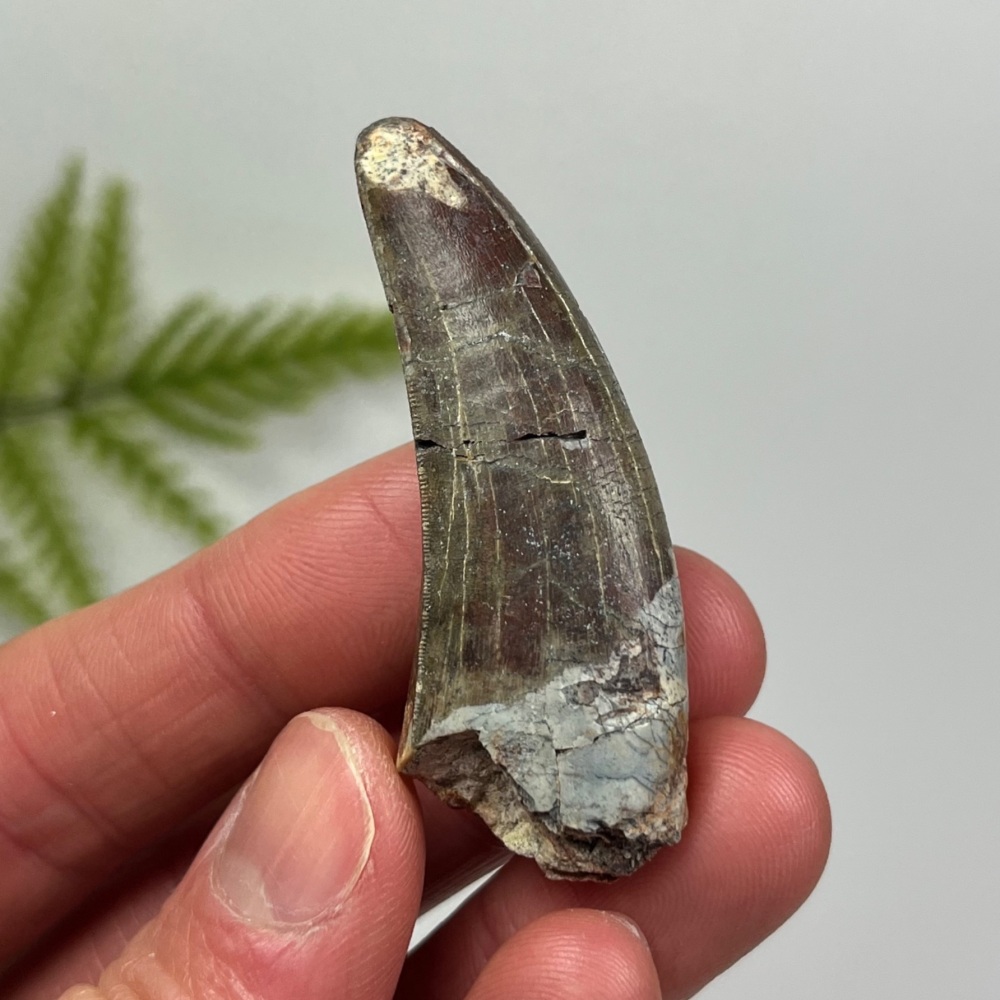 Carcharodontosaurid Tooth (Eocarcharia Dinops)