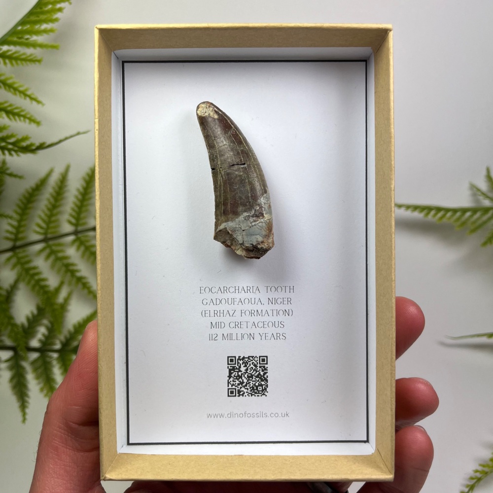 Carcharodontosaurid Tooth (Eocarcharia Dinops)