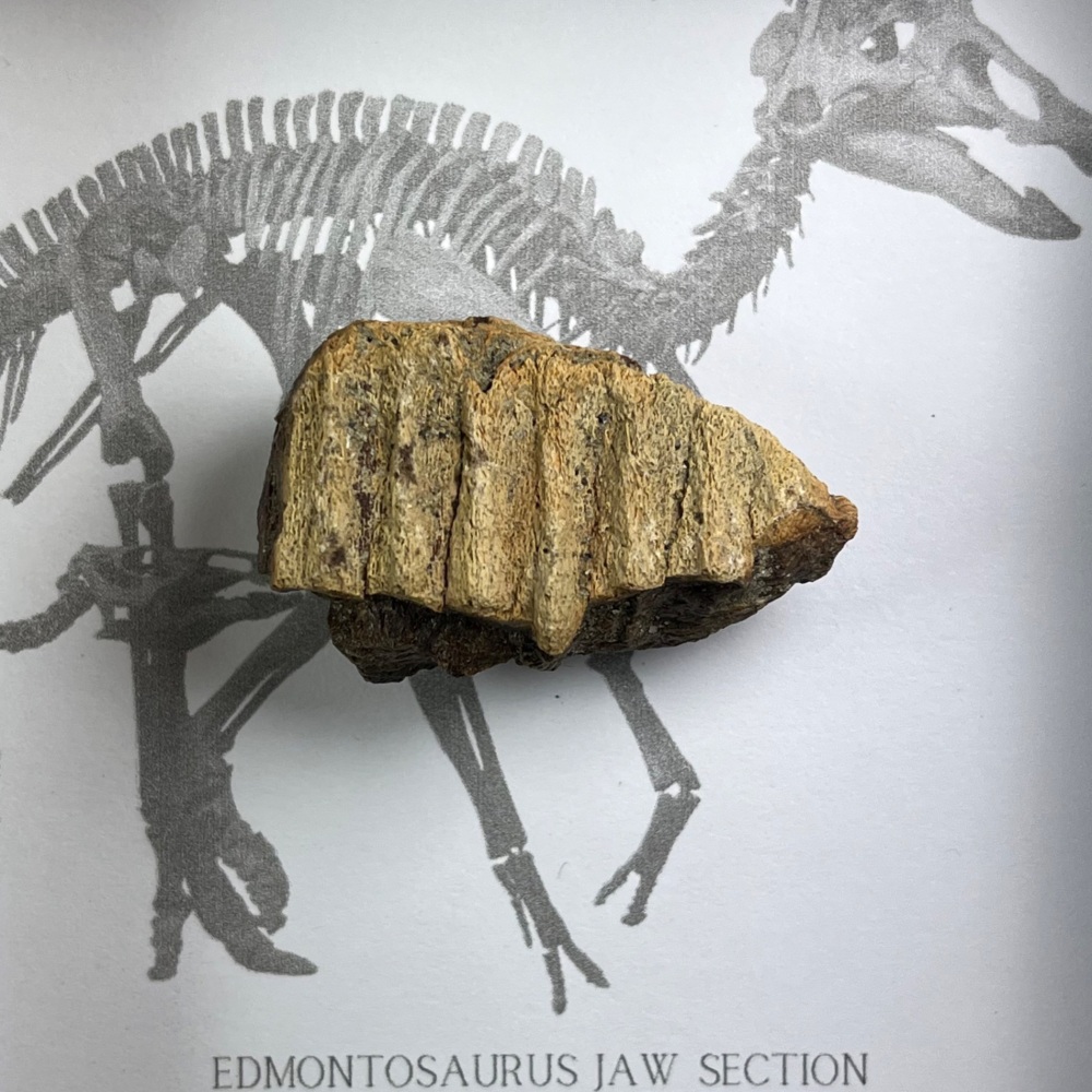 Edmontosaurus Jaw Section