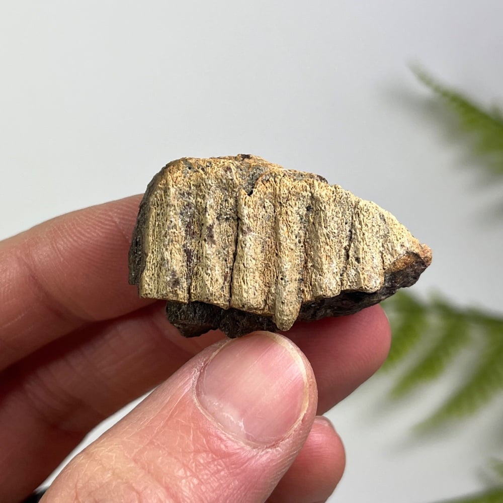 Edmontosaurus Jaw Section