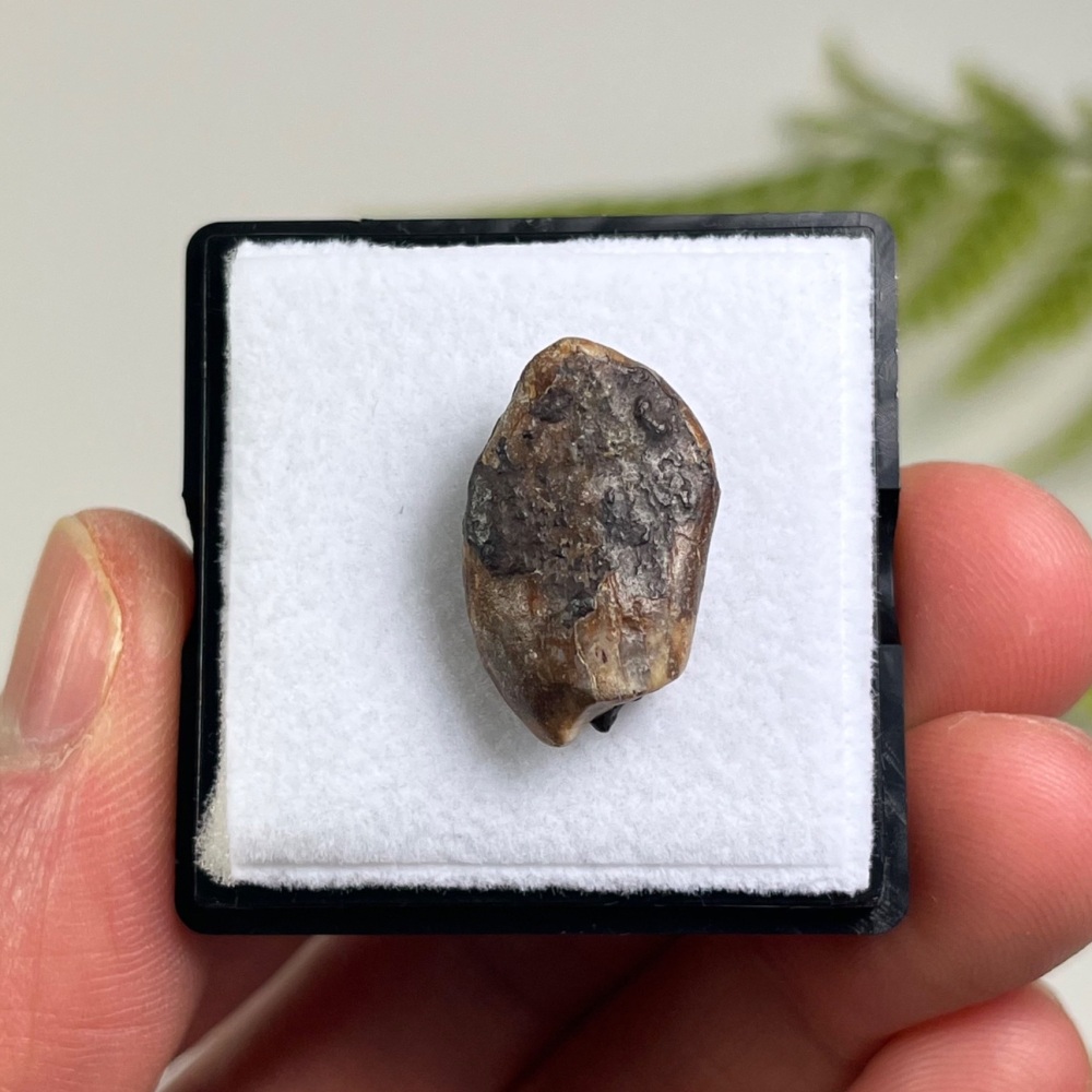 Sauropod Tooth (Eusauropoda)