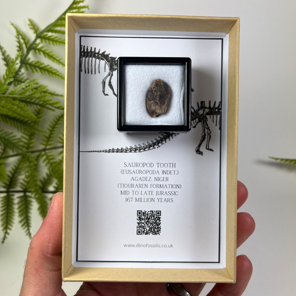 Sauropod Tooth (Eusauropoda)