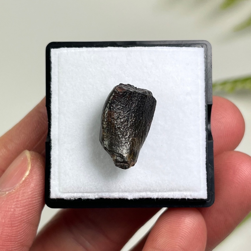 Sauropod Tooth (Eusauropoda)