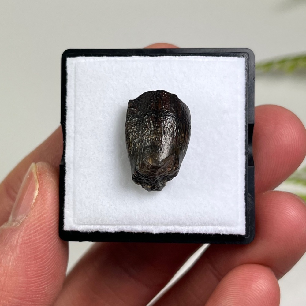 Sauropod Tooth (Eusauropoda)