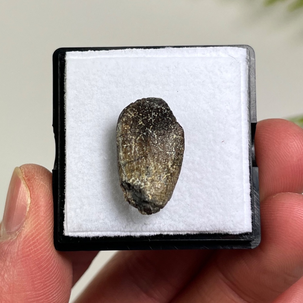 Sauropod Tooth (Eusauropoda)