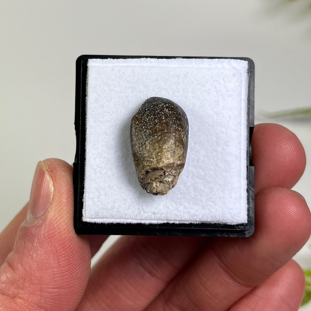 Sauropod Tooth (Eusauropoda)