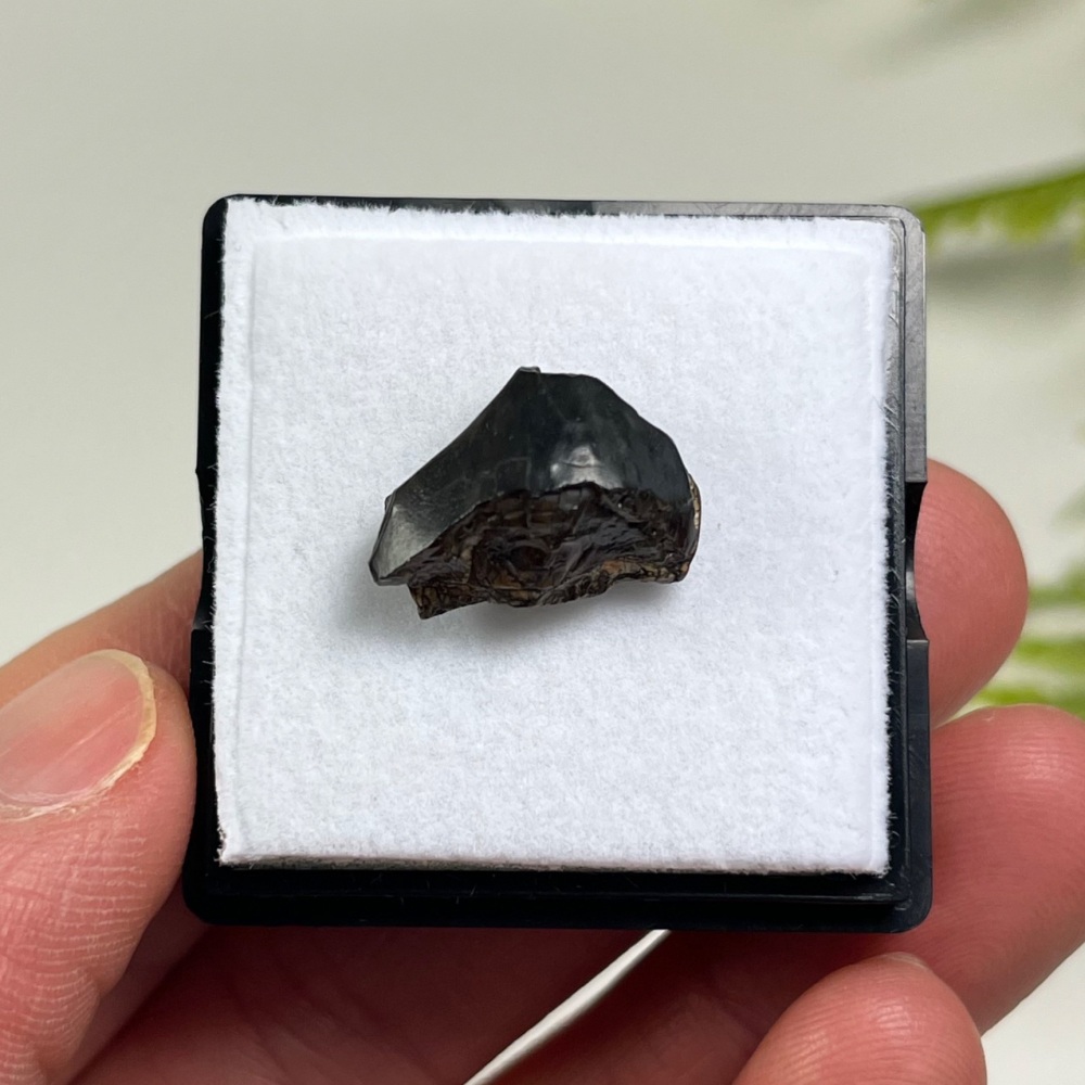 Sauropod Tooth (Eusauropoda)