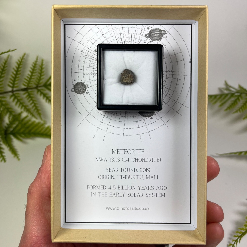 Meteorite from Early Solar System with Fusion Crust (NWA 13113)