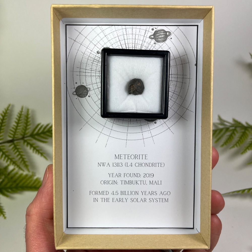 Meteorite from Early Solar System with Fusion Crust (NWA 13113)