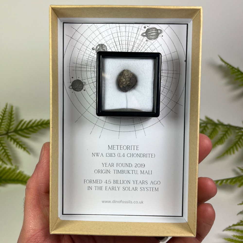 Meteorite from Early Solar System with Fusion Crust (NWA 13113)