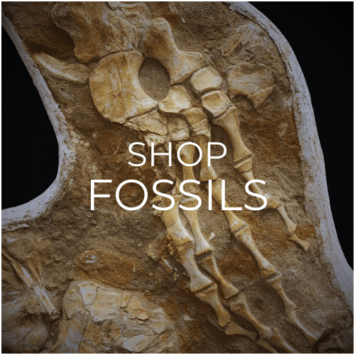 <!-- 003 -->Fossils