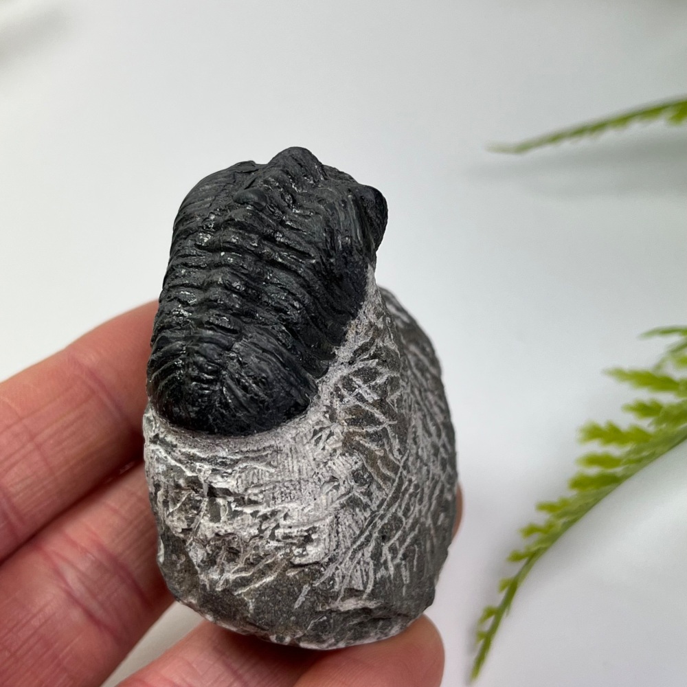 Trilobite (Phacopsid)