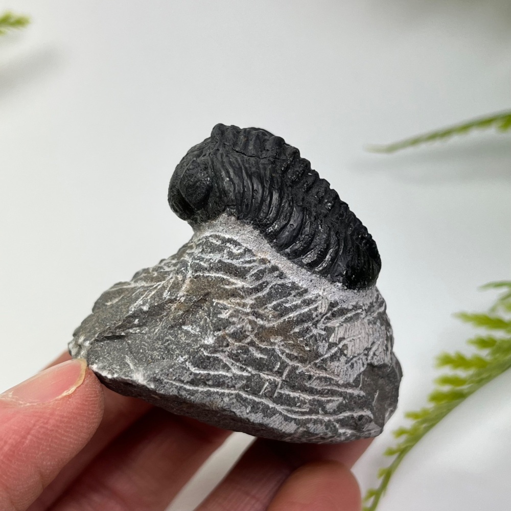 Trilobite (Phacopsid)