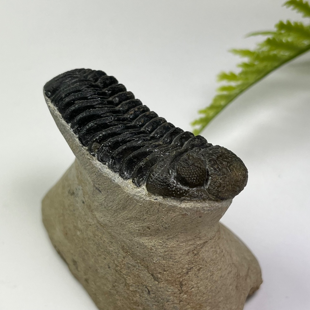 Trilobite (Phacopsid)