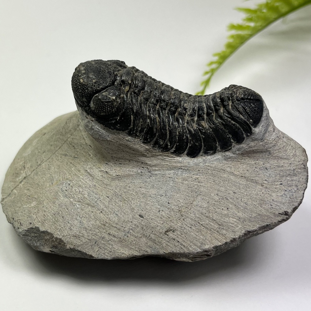 Trilobite (Phacopsid)