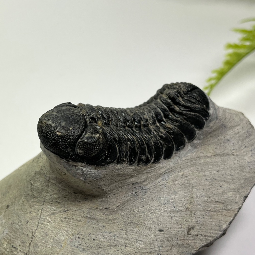 Trilobite (Phacopsid)