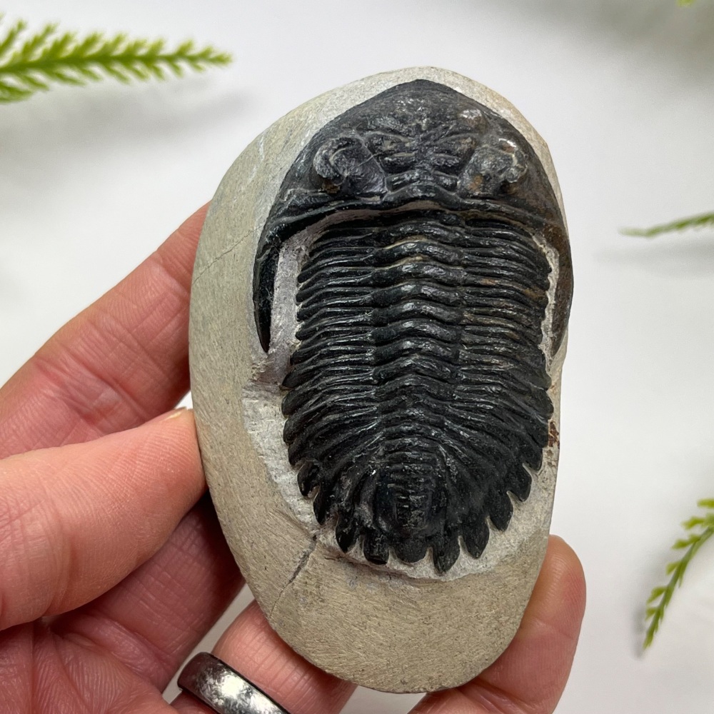 Trilobite (Hollardops)