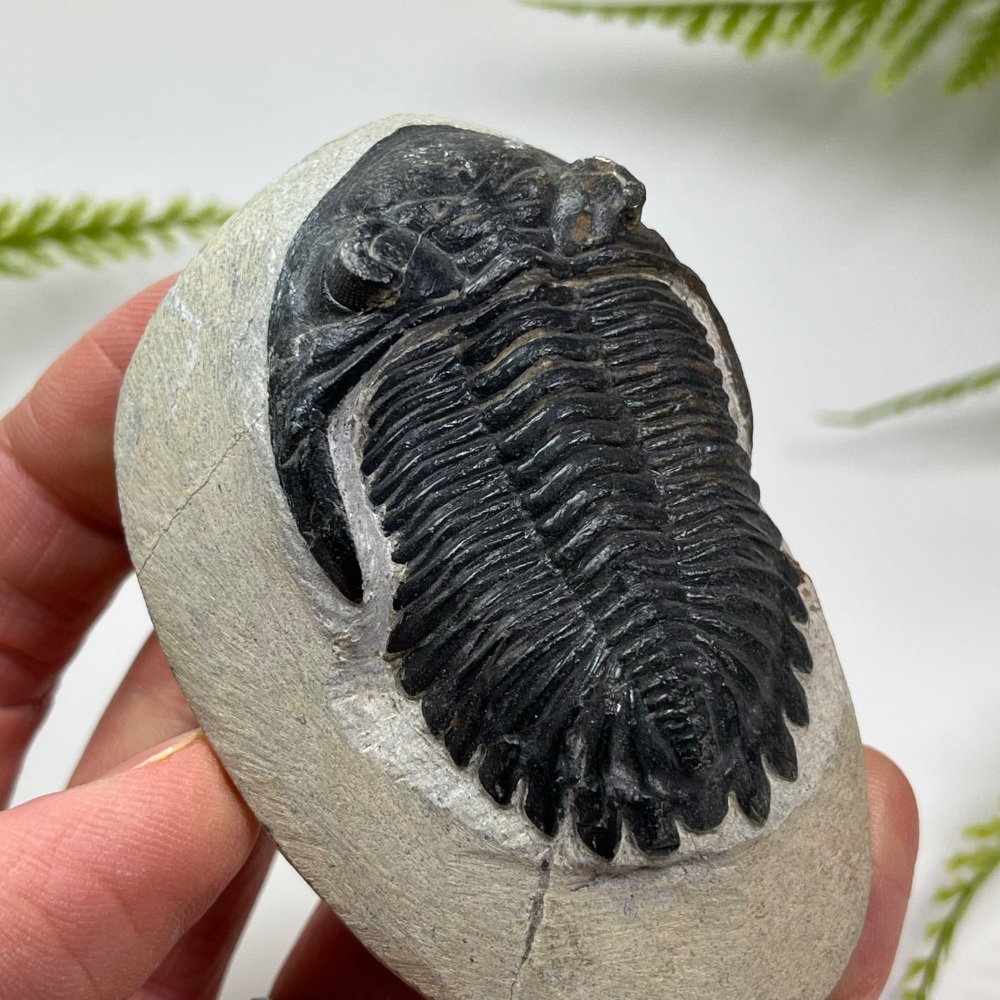 Trilobite (Hollardops)