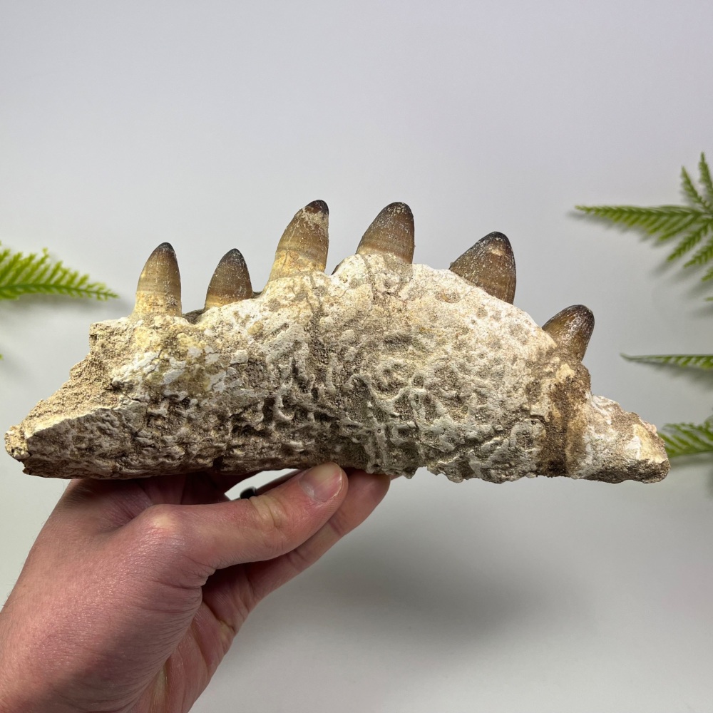 Crocodile Jaw with Teeth