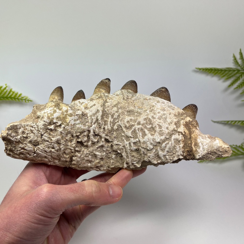 Crocodile Jaw with Teeth