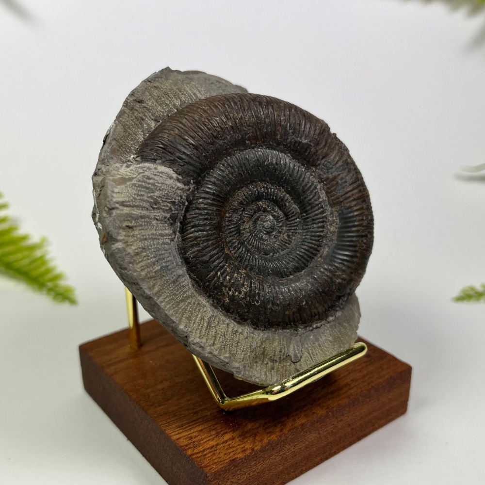 Ammonite (Dactylioceras)