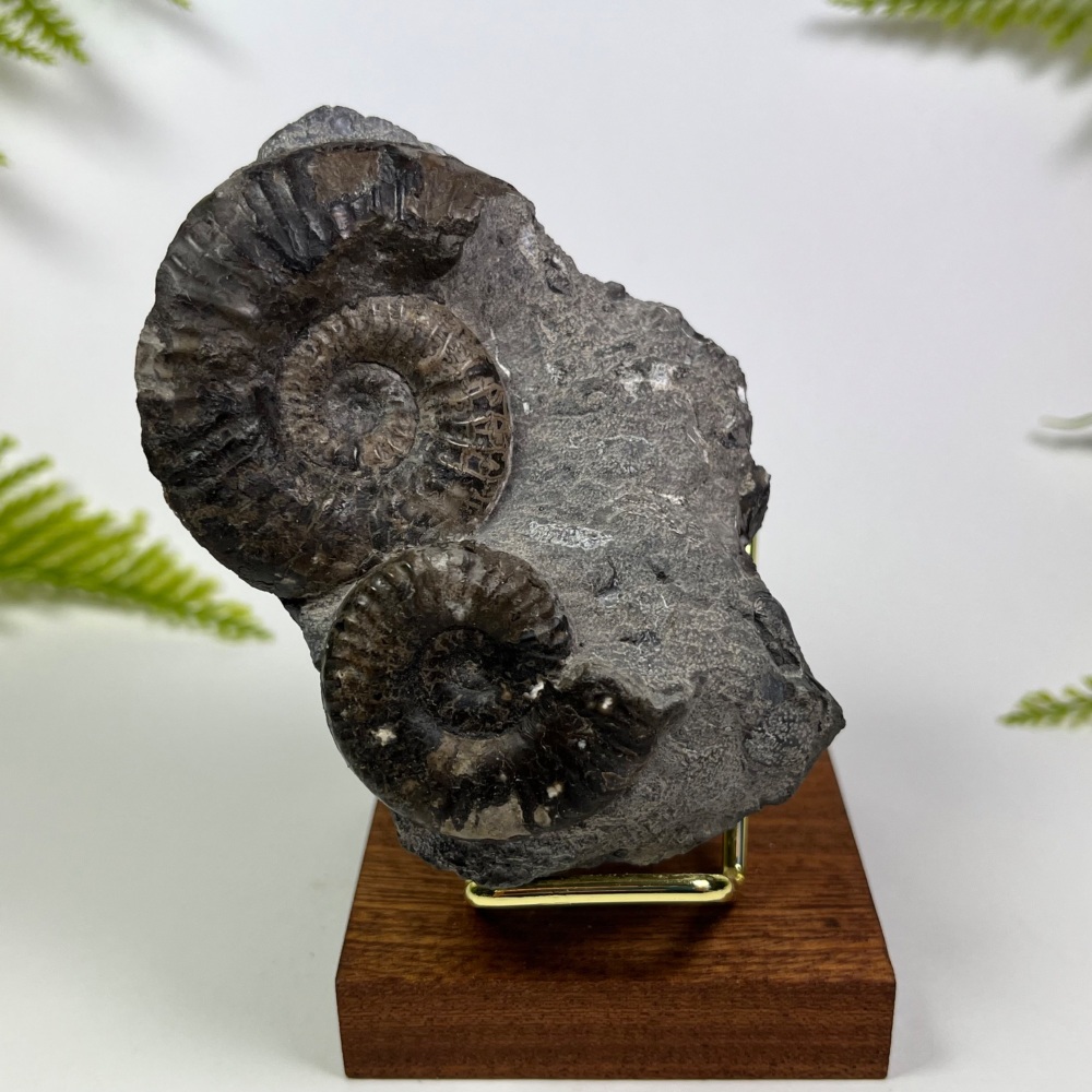 Ammonite (Grammoceras)