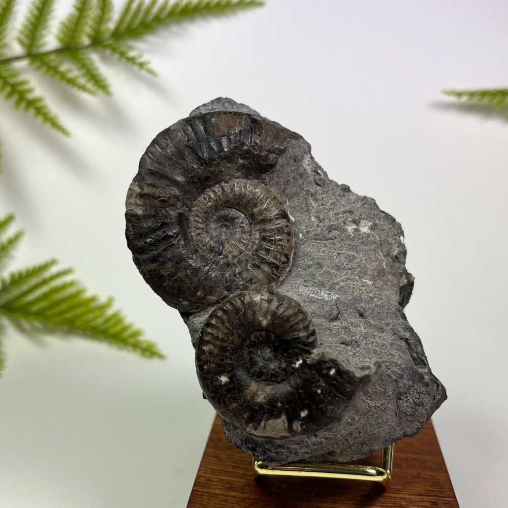 Ammonite (Grammoceras)