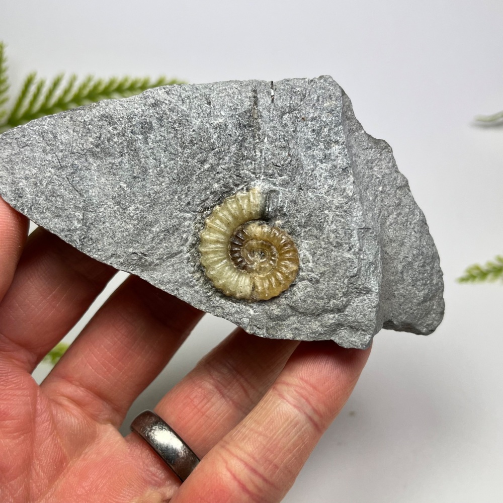 Ammonite (Promicroceras) - Lyme Regis, UK