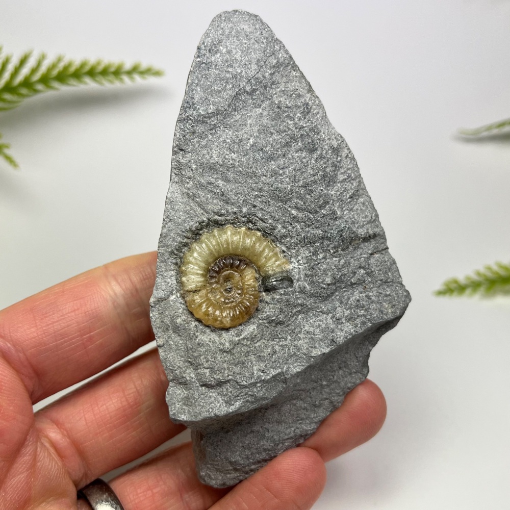 Ammonite (Promicroceras) - Lyme Regis, UK