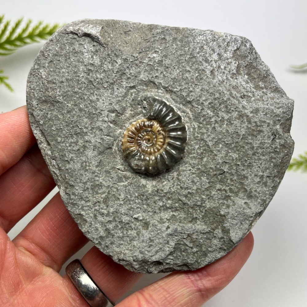 Ammonite (Promicroceras) - Lyme Regis, UK