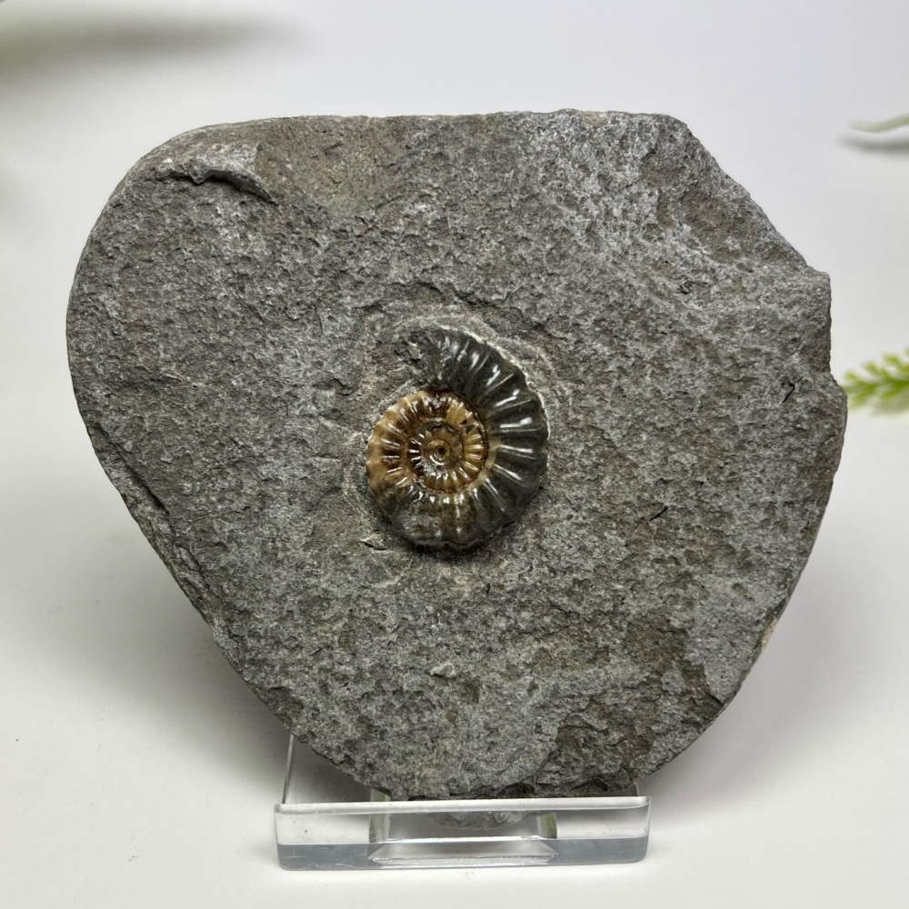 Ammonite (Promicroceras) - Lyme Regis, UK
