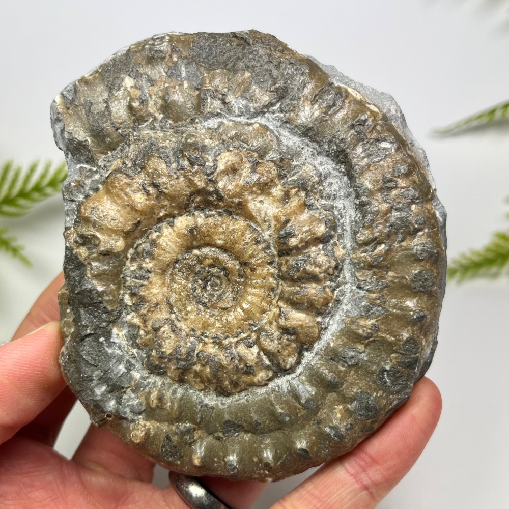 Ammonite (Microderoceras) - Lyme Regis, UK