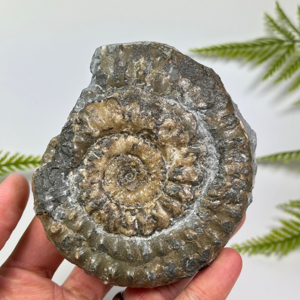 Ammonite (Microderoceras) - Lyme Regis, UK