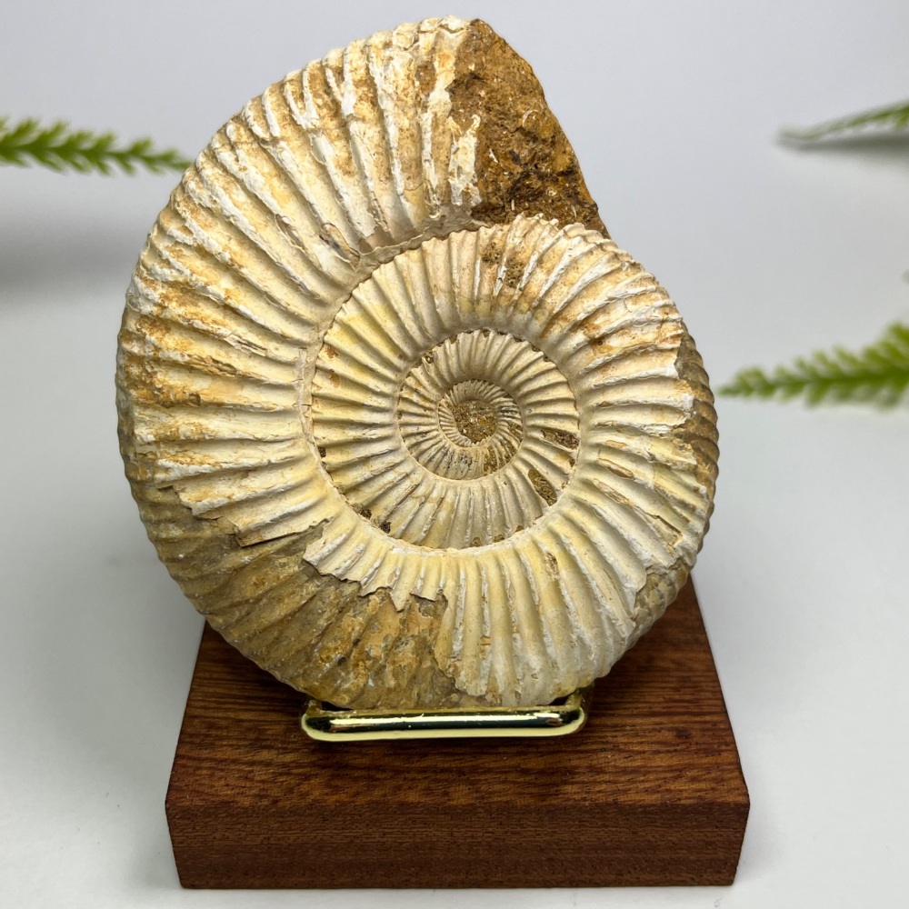Ammonite (Perisphinctes)