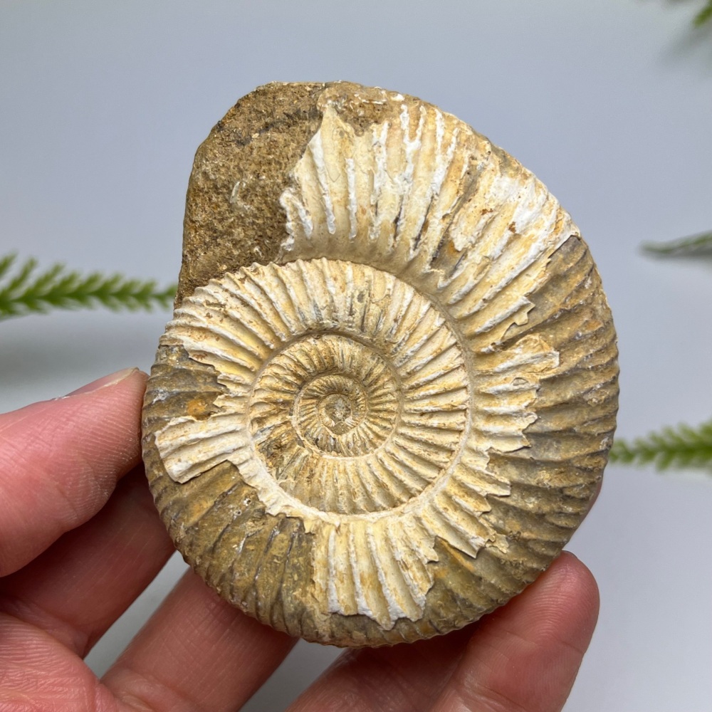 Ammonite (Perisphinctes)