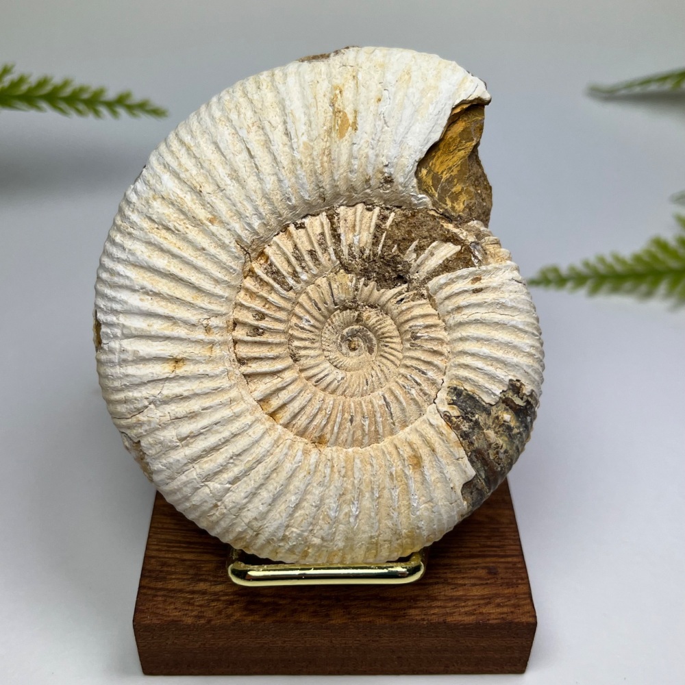 Ammonite (Perisphinctes)