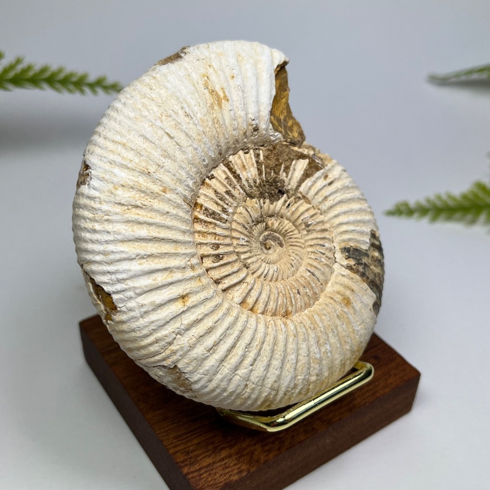 Ammonite (Perisphinctes)