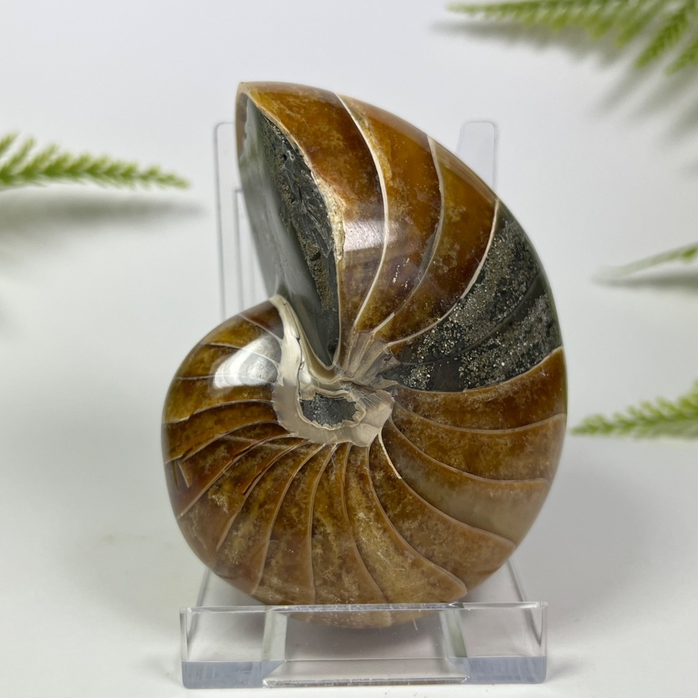 Nautilus (Polished)