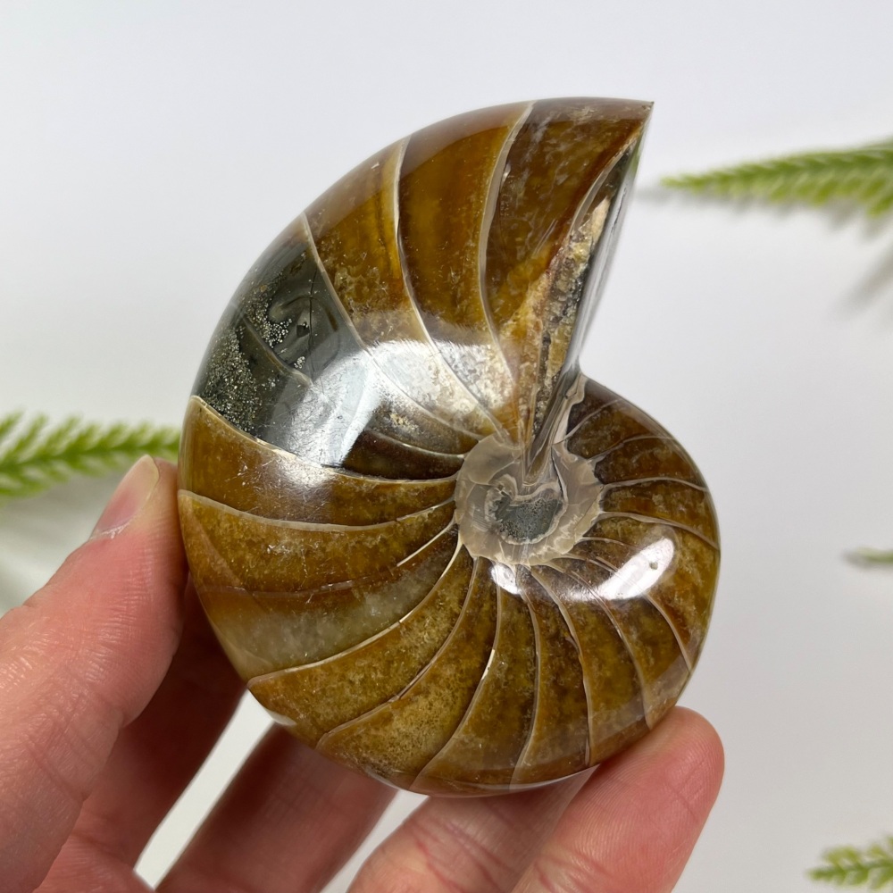 Nautilus (Polished)