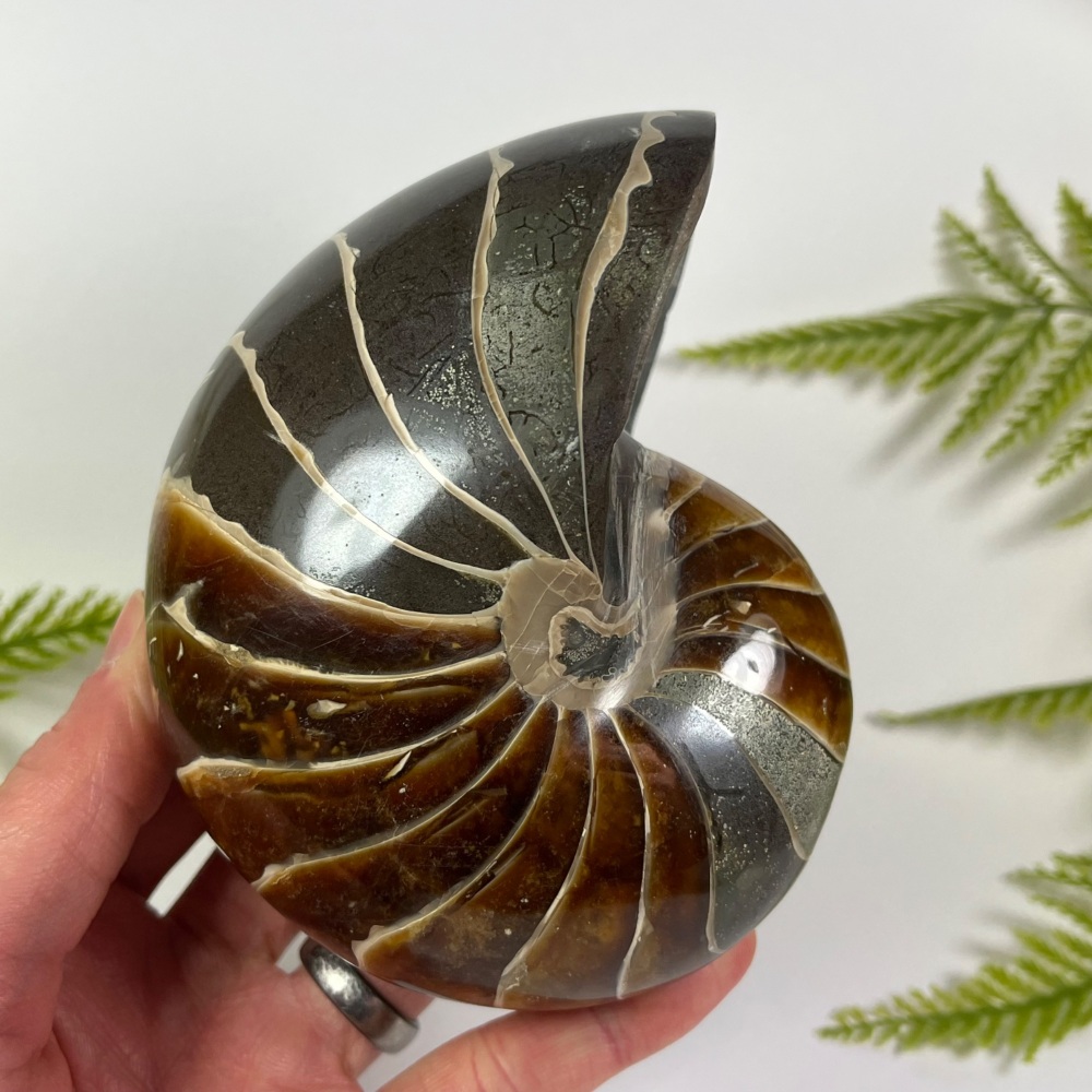 Nautilus (Polished)
