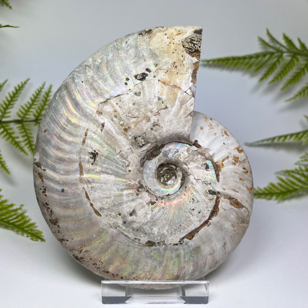 Iridescent Ammonite (Aioloceras)