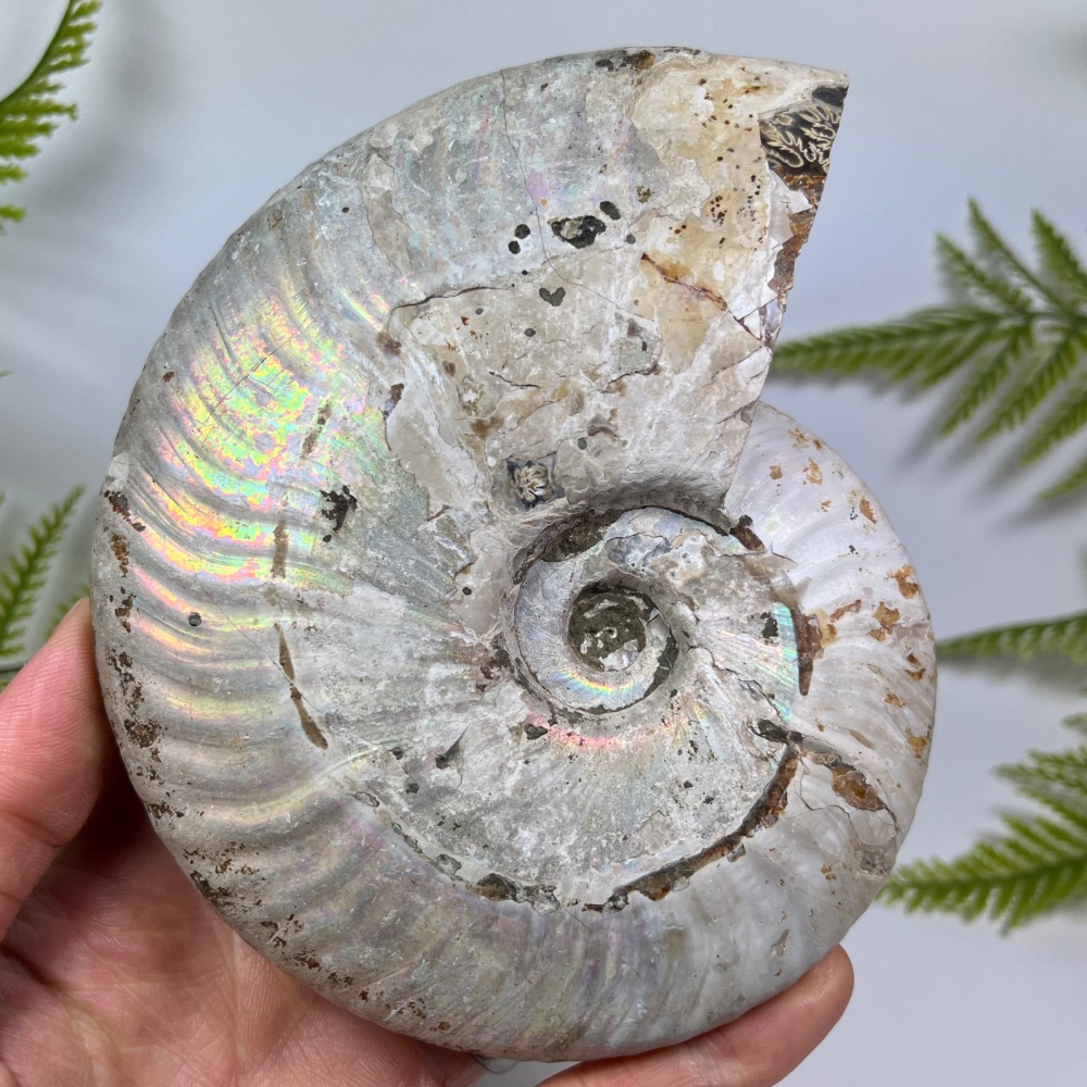 Iridescent Ammonite (Aioloceras)
