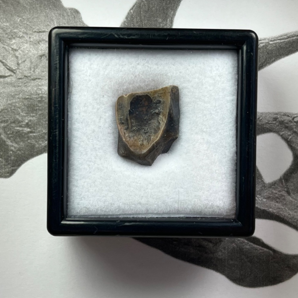 Triceratops Tooth