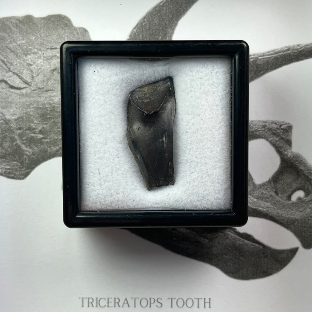 Triceratops Tooth