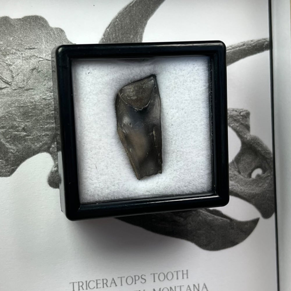 Triceratops Tooth