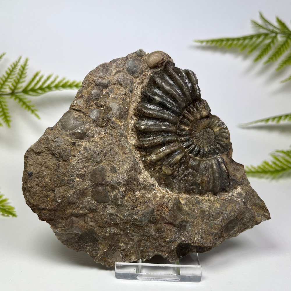 Ammonite (Asteroceras) - North Lincolnshire, UK