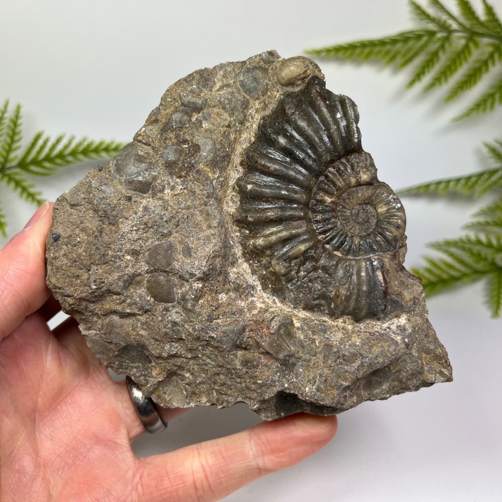 Ammonite (Asteroceras) - North Lincolnshire, UK